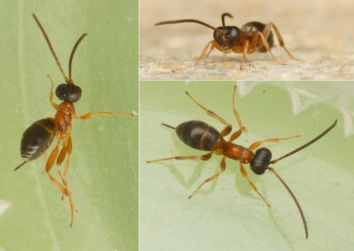 Gelis bicolor